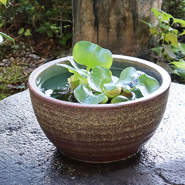 【今だけ限定15%OFFクーポン】睡蓮鉢 メダカ鉢 めだか 鉢 金魚鉢 陶器 メダカ ビオトープ めだか鉢 水鉢 信楽焼 ハス鉢 水連鉢 手水鉢 水槽 おしゃれ su-0140