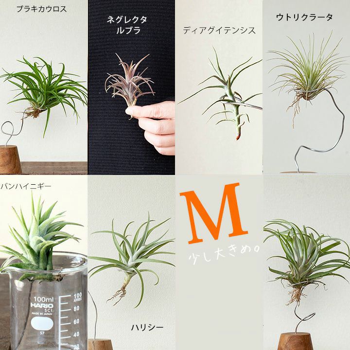エアプランツ名人のエアープランツ（ほどよく大きめサイズ）趣味の園芸でお馴染みの杉山拓巳氏が愛情かけて大きく育てました。チランジア ティランジア 観葉植物 杉山拓巳 吊り下げ 吊るす 種類 室内 インテリア おしゃれ 丈夫 初心者 ハンギング