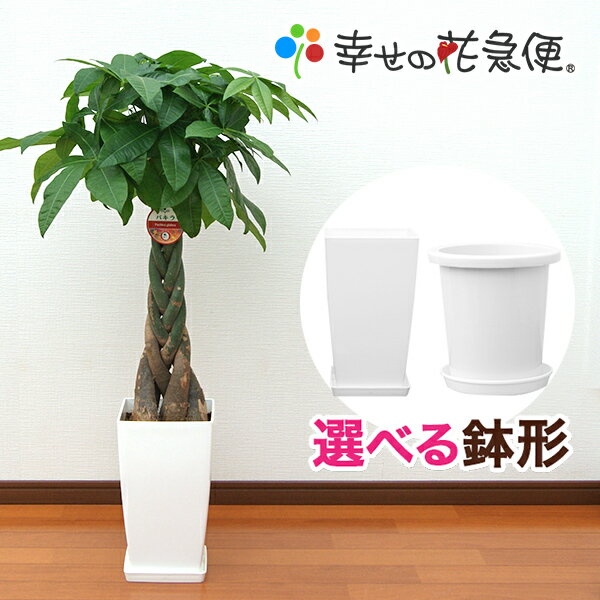 観葉植物 パキラ8号鉢 高さ約100～120cm【人気 おすすめ 大型 法人 贈り物 開店祝い 開業祝い 新築祝い 引越し祝い インテリア シンプル モダン 高級 おしゃれな植木鉢 送料無料 オフィス 店舗 事務所 】