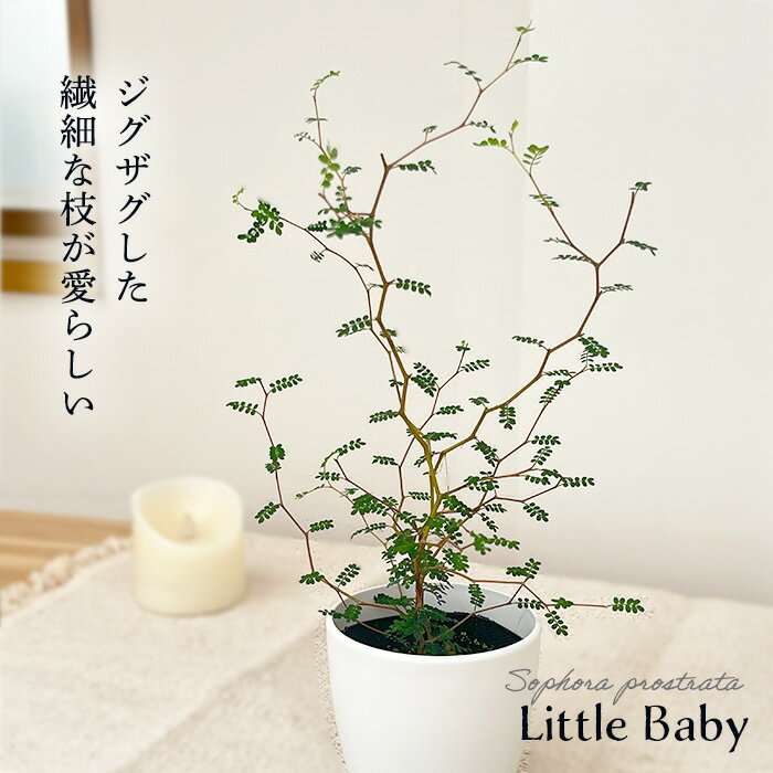 観葉植物 cot ソフォラ ミクロフィラ リトルベイビー 3.5号鉢 メルヘンの木 観葉植物 小型 小さい 室内 贈り物 プレゼント インテリア おしゃれ