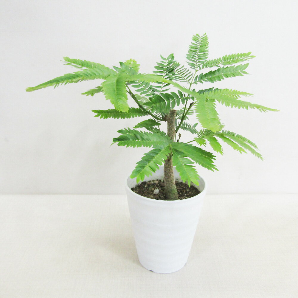 【送料無料・ギフト対応】 エバフレッシュ 観葉植物 11cmプラ鉢植え