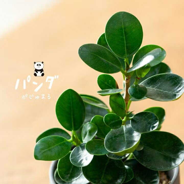 【お届けは7/16〜】パンダガジュマルの木。人気のミニ観葉 ガジュマル 観葉植物 小さい ぱんだがじゅまる コンパクト品種 種類 室内 インテリア 植物 ガジュマル ミニサイズ おしゃれ デスク用 リビング オフィス キュート ギフト 女子向け 誕生日 プレゼント