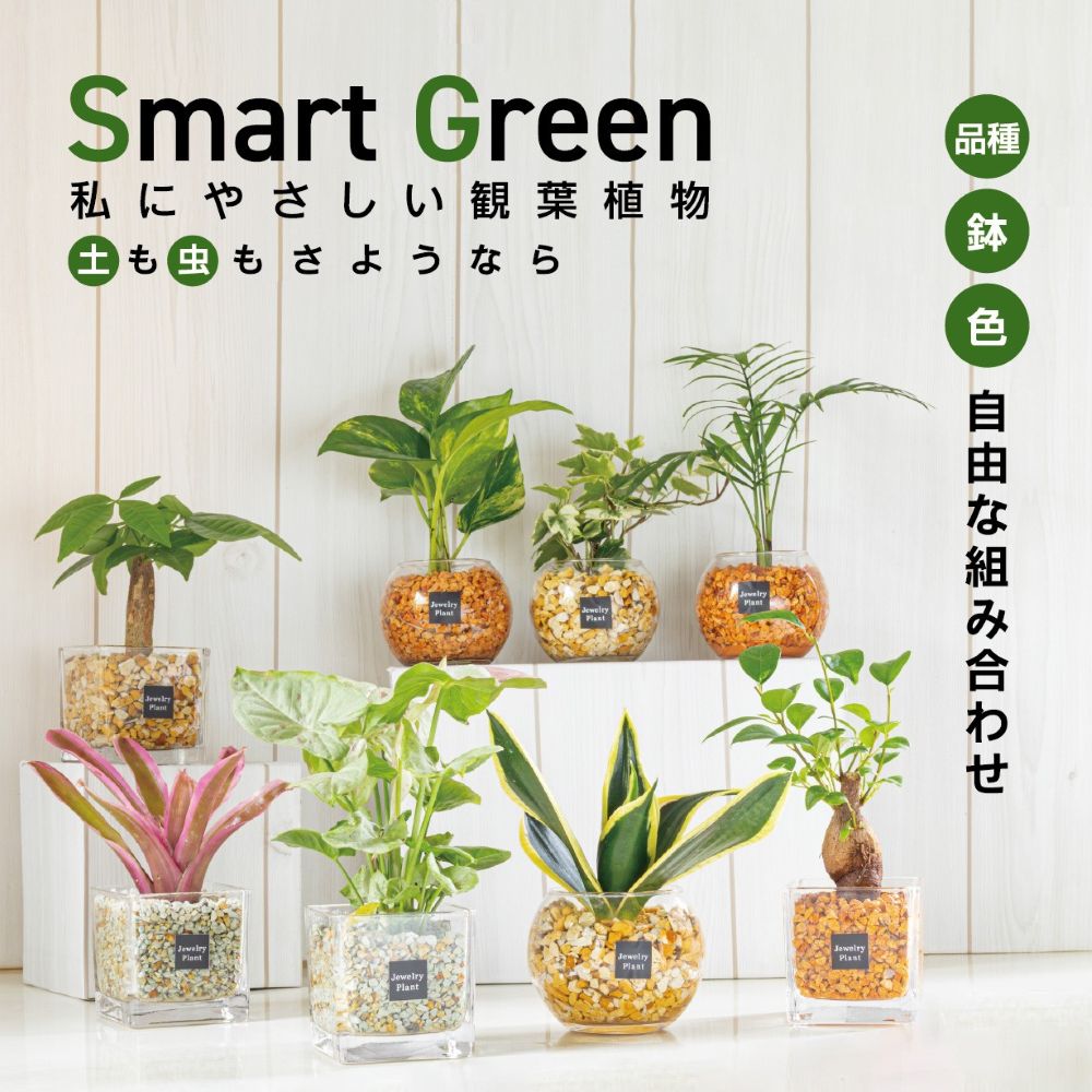 観葉植物 お中元 ハイドロカルチャー ゼオライト 土を使わない 選べる品種 お任せ セット ミニ 観葉 パキラ ガジュマル サンスベリア アイビー ポトス ヤシ ネオレゲリア 誕生日 父の日 ギフト プレゼント 初心者