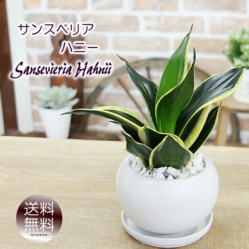 サンスベリア 空気をきれいにする サンセベリア ハニー 白丸陶器 観葉植物 送料無料 父の日 プレゼント ギフト 退職祝い 新築祝い 引越し祝い 開店祝い 開所祝い 開業祝い 移転祝い 誕生日 贈り物 お礼 お祝い 結婚記念日 結婚祝い 就職祝い