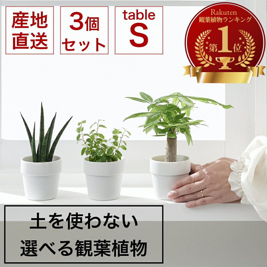 小さい 観葉植物 Sサイズ 3個セット ミニ ハイドロカルチャー 水耕栽培 パキラ モンステラ サンスベリア ポトス 室内 土 使わない 虫 わかない 虫がわかない 美濃焼 素焼き 晋山窯ヤマツ 6cm鉢