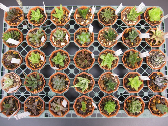 【送料無料】ハオルチア おまかせ6種6鉢セット 2号ポット 観葉植物 多肉植物 初心者 室内 インテリア プレゼント ギフト かわいい 小さい 寄せ植え コレクション 育てやすい 透明感 緑