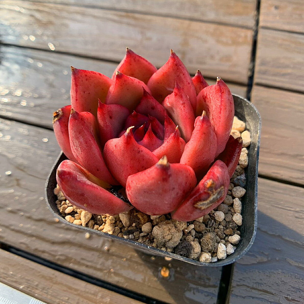 農園直売 多肉植物 寄せ植え エケベリア属 Honey pink(単) 観葉植物 インテリア　多肉専門VERVE
