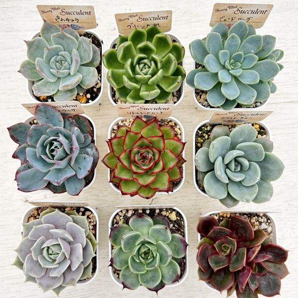 ☆送料無料☆多肉植物苗9種類セット☆おひとり様1セット限り！7/2更新