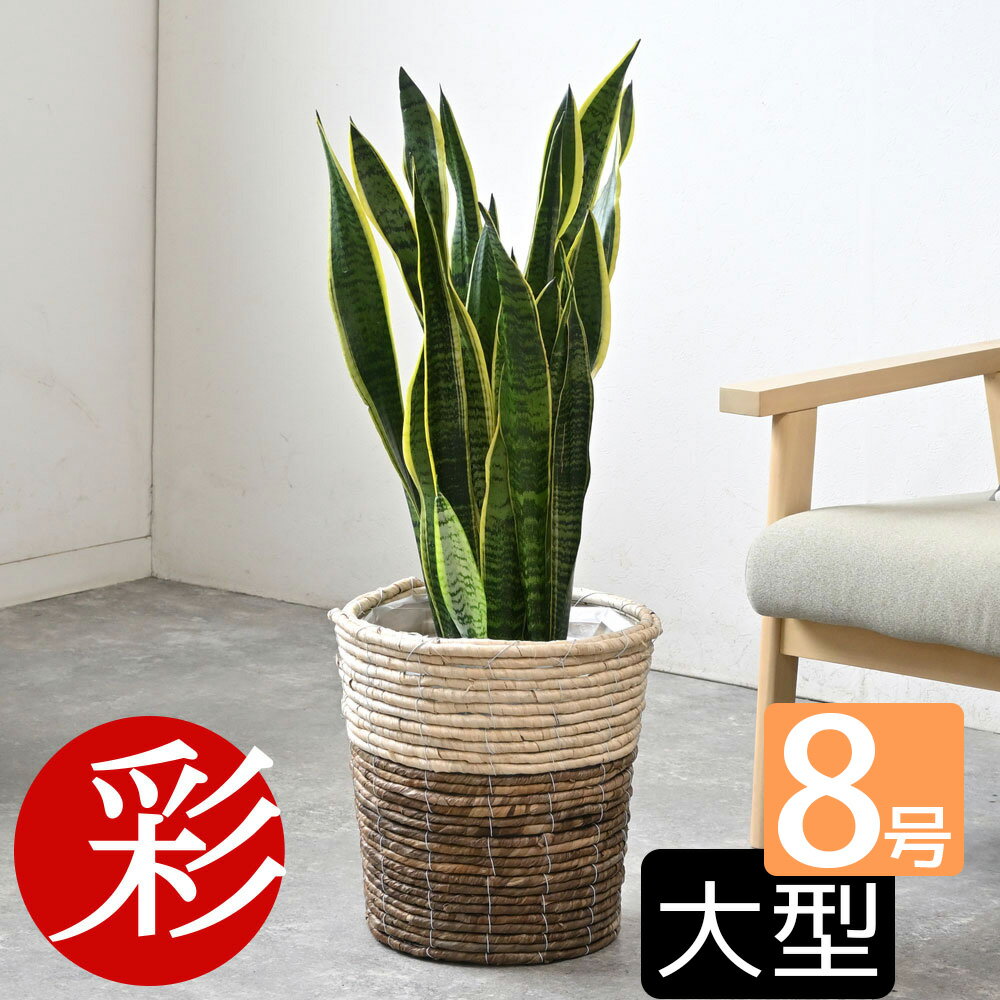 サンスベリア 観葉植物 本物 8号 選べる鉢カバー付 インテリア スタンド サンスベリア 開店祝い 移転祝い 新築祝い お祝い サンセベリア 大型 観葉植物 本物 ビジネス 開店 オープン 室内 オフィス ギフト プレゼント