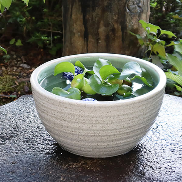 【今だけ限定10%OFFクーポン】信楽焼 すいれん鉢 メダカ鉢、 金魚鉢 睡蓮鉢 陶器スイレン鉢 ハス鉢 はす鉢 めだか鉢 鉢 陶器 水連鉢 水鉢 手水鉢 10号白カスミ水鉢 su-0138