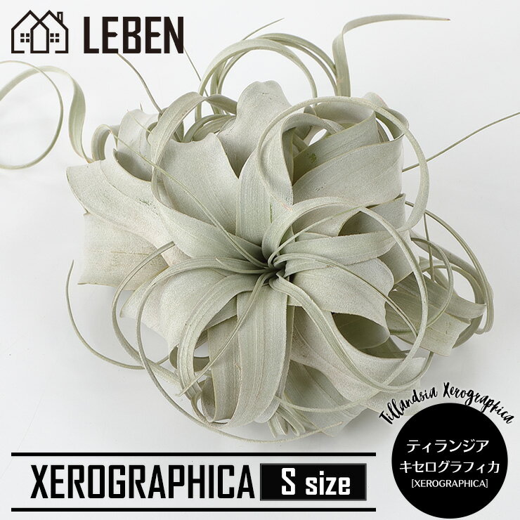 ★●★エアプランツ チランジア キセログラフィカ【Sサイズ：13cm前後】 エアープランツ エアプランツ 観葉植物 ティランジア チランジア 壁掛け 吊り下げ インテリア 誕生日 ギフト 丈夫 人気 育てやすい ハンキング[ap]