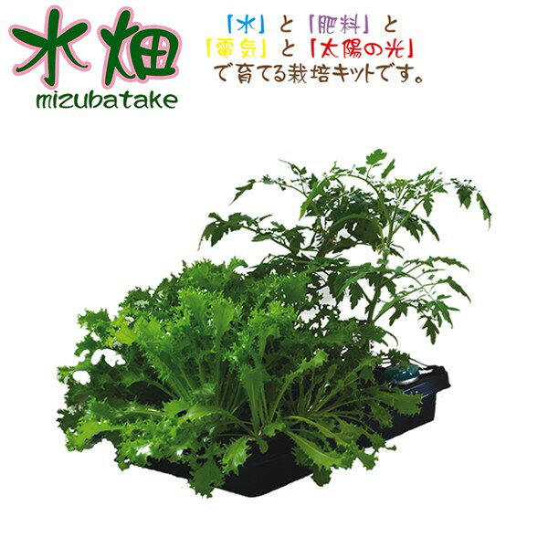 水耕栽培キット 水畑 水耕栽培 水栽培 家庭菜園 水耕栽培器 ハイドロカルチャー ベランダ スポンジ 容器 初心者 野菜作り 自家菜園 寄せ植え レビュープレゼント レビューキャンペーン おまけ付き レビュー 野菜作り 室内