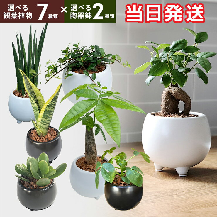 【ポイント5倍！7/10まで】 当日発送17時〆 観葉植物 ミニ 観葉 小さい おしゃれ 白 小型 陶器 ポット ガジュマル 鉢 サンスベリア 金のなる木 パキラ 多幸の木 サンセベリア カポック 多肉植物 陶器 鉢植え 誕生日 お祝い プレゼント 初心者 育てやすい インテリア
