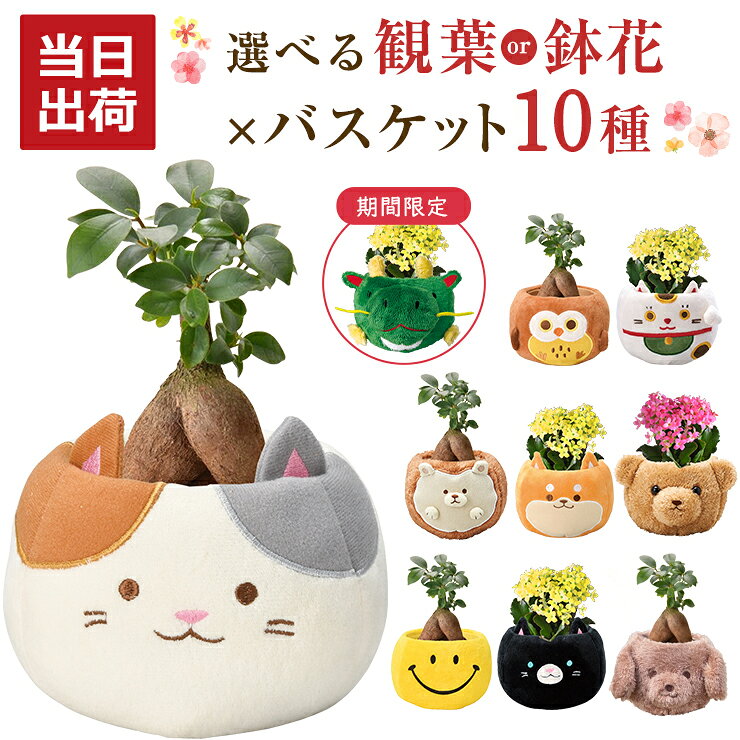 【エントリーでポイント10倍】 当日発送17時〆 ガジュマル カランコエ 観葉植物 小さい 鉢花 花 シクラメン プレゼント 選べる ぬいぐるみ お花 鉢 鉢植え ミニ観葉植物 誕生日 お祝い 内祝い 開店祝い ミニ ギフト 縁起物 招き猫 三毛猫 初心者 インテリア かわいい