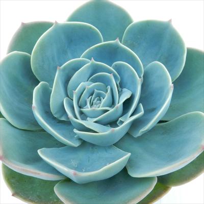 多肉植物 caエケベリア 七福神 多肉植物 エケベリア 9cmポット