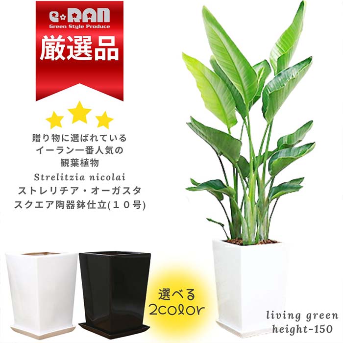 観葉植物 大型 10号 ストレリチア オーガスタ 高さ約150cm前後 2〜3株立 陶器鉢 選べる鉢の色 白 黒【数量限定販売】管理説明書 受皿付き 肥料小袋プレゼント バショウ科 ストレリチア属 天国の鳥 パラダイス 瑠璃極楽鳥花 開業祝い 開店祝い 厳選