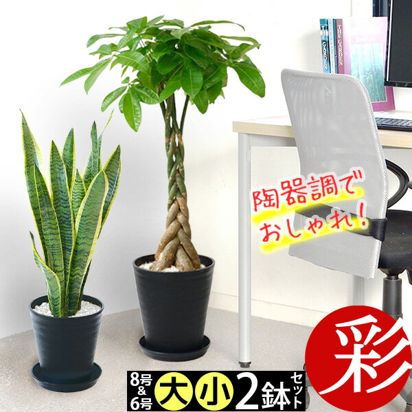観葉植物 本物 8号鉢+6号鉢 2鉢セット セラアート鉢 大型 パキラ モンステラ ユッカ 幸福の木 サンスベリア ポトス ガジュマル アレカヤシ ゲッキツ ブラック ホワイト インテリア おしゃれ 室内 オフィス ギフト プレゼント