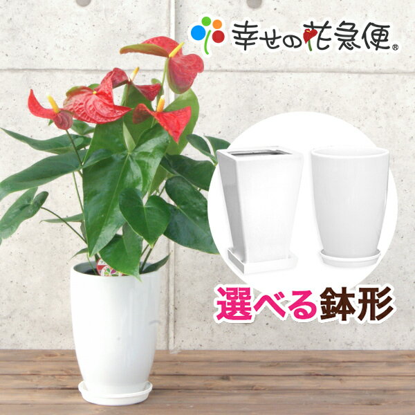 観葉植物 アンスリューム6号鉢 |高さ約65〜80cm【アンスリウム 赤 ピンク 白 法人 贈り物 ラッピング 開店祝い 新築祝い 誕生日プレゼント 引越し祝い インテリア シンプル モダン おしゃれな植木鉢 送料無料 オフィス 店舗 事務所】