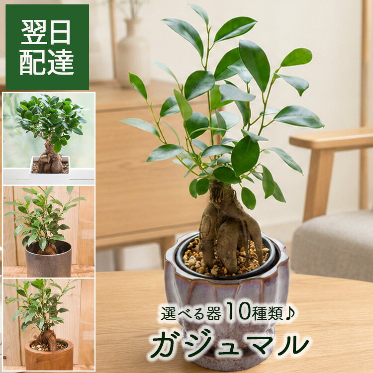 ガジュマル〜選べる器10TYPE〜【あす楽】【送料無料】【ガジュマル×四角陶器】 観葉 観葉植物 ミニ おしゃれ 育てやすい 精霊の木 誕生日 ギフト プレゼント ホワイト 御祝 記念日 父の日ギフト 最強配送 FKTK