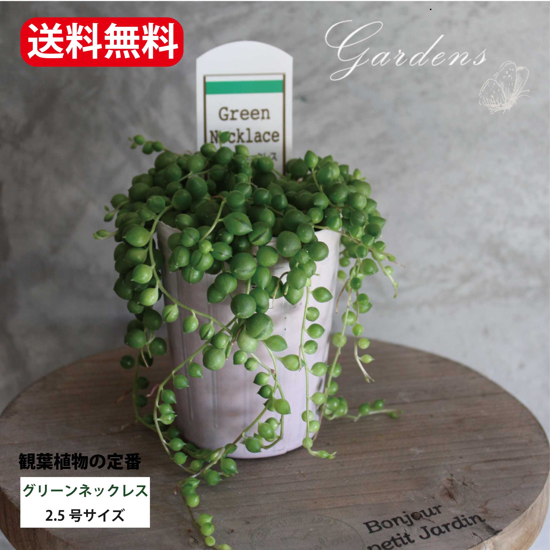 グリーンネックレス 多肉植物 2~3号 2~3寸 実 　ドルフィン / ピーチ クリスマス 花苗 ガーデニング 観葉植物 インドアグリーン 寄せ植え キク科 セネキオ属 常緑つる性 多肉植物 夏 花苗 多肉寄せ植え手作り