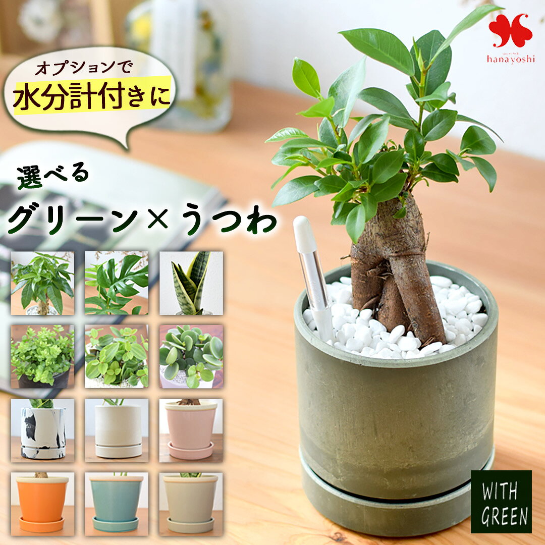 観葉植物 グリーンも鉢も選べる ガジュマル サンスベリア パキラ モンステラ おしゃれ 鉢 水分計 サスティー 観葉植物x器 インテリア グリーン ガジュマルの木 誕生日 プレゼント ギフト 女性 男性 友人 法人 新築 引っ越し 退職 開店祝い お中元 夏