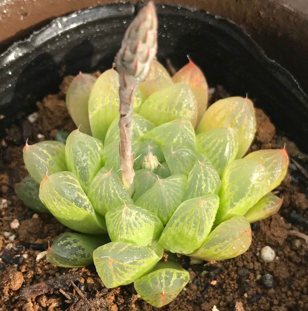 光るオブツーサ（ヒカルオブツーサ）【ジュエルプランツ】ハオルチア属　多肉植物　9cmポット観葉植物 雑貨 おすすめ インテリア 暮らし ハオルシア haworthia サボテン 植物