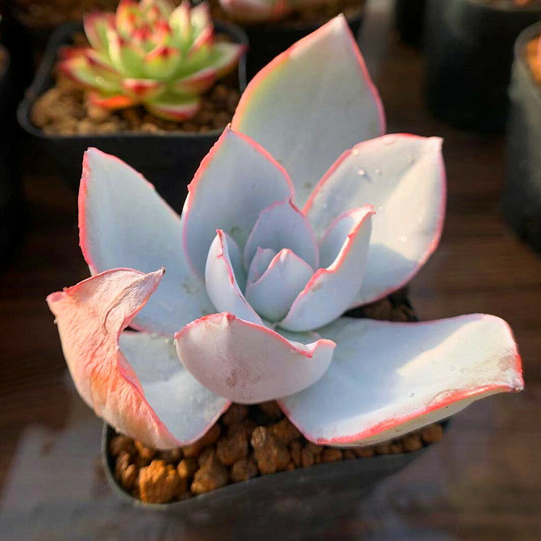 【キャンペーン 対象商品】農園直売 多肉植物 寄せ植え エケベリア属 カンテ（大）　抜き苗 観葉植物 インテリア