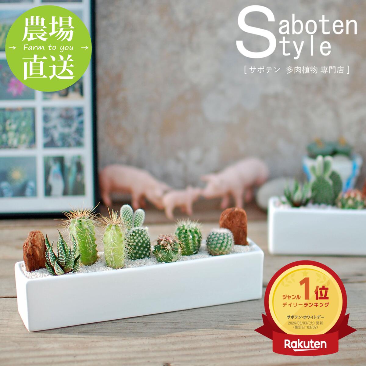 【横長で飾りやすい】6種のサボテン寄せ植え レクトL | 棚やカウンターにちょうどいい 見応えのあるサイズ 水やり簡単 初心者にも | 多肉植物 観葉植物 インテリア | ギフト プレゼント 夏ギフト お中元 敬老の日 | 新生活 卒業 退職 | 後藤サボテン 春日井
