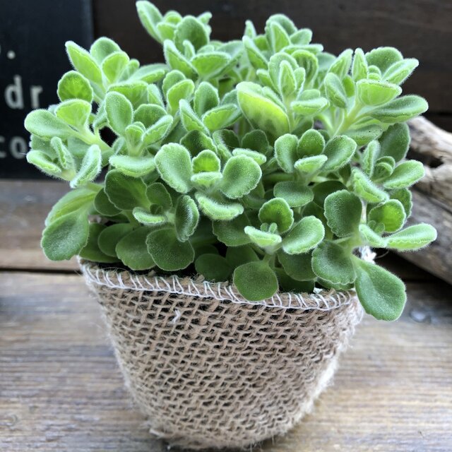 【アロマティカス】多肉植物 虫よけ ハーブ 苗 根付き ゴキブリ対策 ミントの甘い香り 芳香 玄関 効能 地植え 花 3号ポット プレクトランサス 大人気 観葉植物 室内 アロマ 香り セダム かわいい モリモリ 育てやすい 初心者向け 送料無料