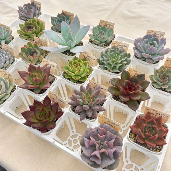 【当店農場生産】多肉植物20種類セット 超お買い得！8/14更新