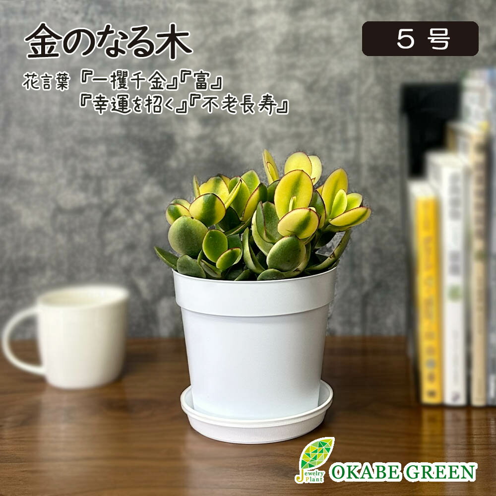 【店内全品5％OFFクーポン配布中】 観葉植物 お中元 金のなる木 斑入り 選べるサイズ 4号 5号 選べる鉢 プラスチック鉢 陶器鉢 ラッピング無料 黄金花月 成金草 花月 多肉植物 父の日 ギフト プレゼント おしゃれ 苗 苗木 鉢植え お祝い 誕生日 ギフト 開店祝