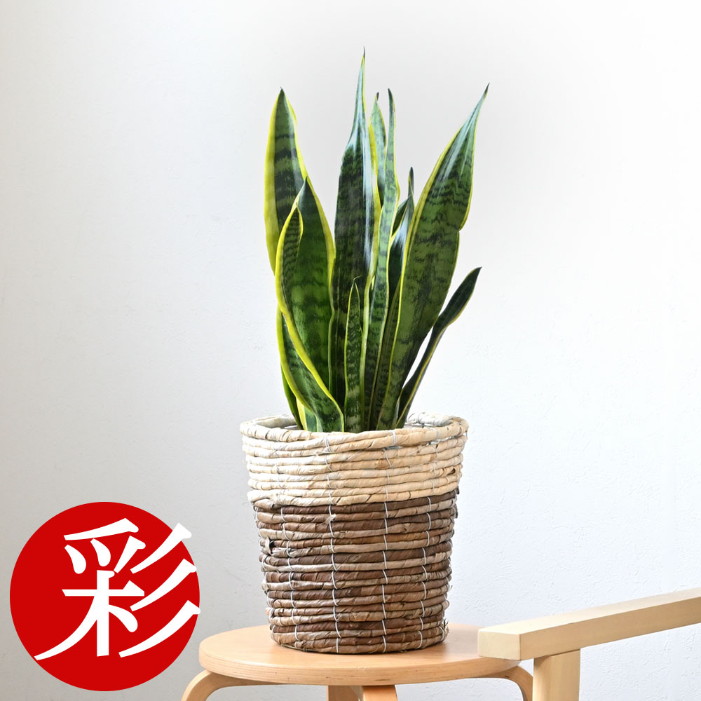 観葉植物 サンスベリア・ローレンティー 6号鉢 選べる鉢カバー付き 大型 本物 スタンド 観葉植物 サンセベリア ローレンチー インテリア アジアン お祝い 開店祝い 移転祝い 新築祝い 室内 オフィス ギフト プレゼント