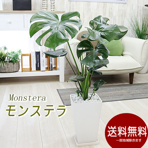 モンステラ 大きな葉はアジアンで人気No1 モンステラ　選べる陶器鉢 観葉植物 プレゼント ギフト 送料無料 卒業祝い 退職祝い 新築祝い 引越し祝い 開店祝い 開所祝い 開業祝い 移転祝い 誕生日 お礼 お祝い 結婚記念日 結婚祝い 就職祝い