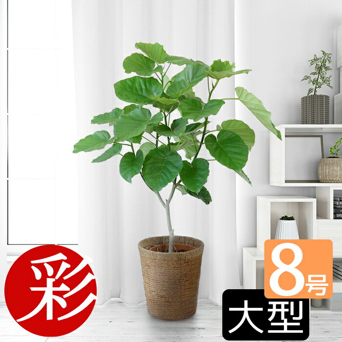 ウンベラータ 8号鉢 観葉植物 本物 フィカス・ウンベラータ 直幹樹形 大型 インテリア おしゃれ 引越し祝い 開店祝い 移転祝い 新築祝い お祝い 観葉植物 本物 フィカス属 ゴムノキ ゴムの木 室内 オフィス ギフト プレゼント