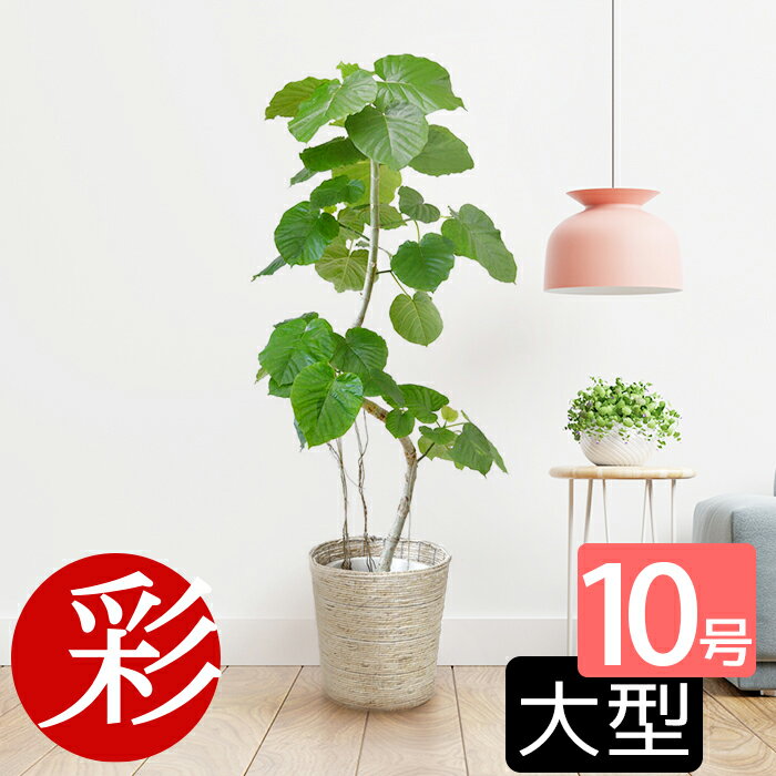 観葉植物 大型 ウンベラータ 10号鉢 本物 選べる樹形 フィカス・ウンベラータ 直幹 曲がり幹 観葉植物 鉢カバー別売 インテリア 開店祝い 移転祝い お祝い 新築祝い おしゃれ インテリア 室内 オフィス ギフト プレゼント 花