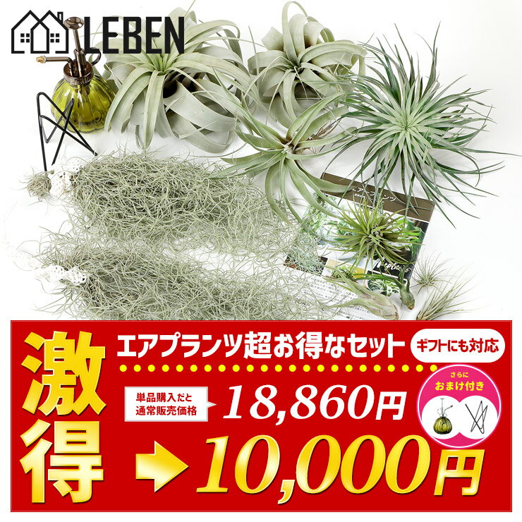 ★予約★半額★【目玉企画】エアプランツ 10個セット [ウスネオイデス + キセログラフィカ + エアプランツ5種] エアープランツ エアプランツ 観葉植物 ティランジア チランジア 壁掛け 吊り下げ インテリア 誕生日 ギフト ハンキング[ap]
