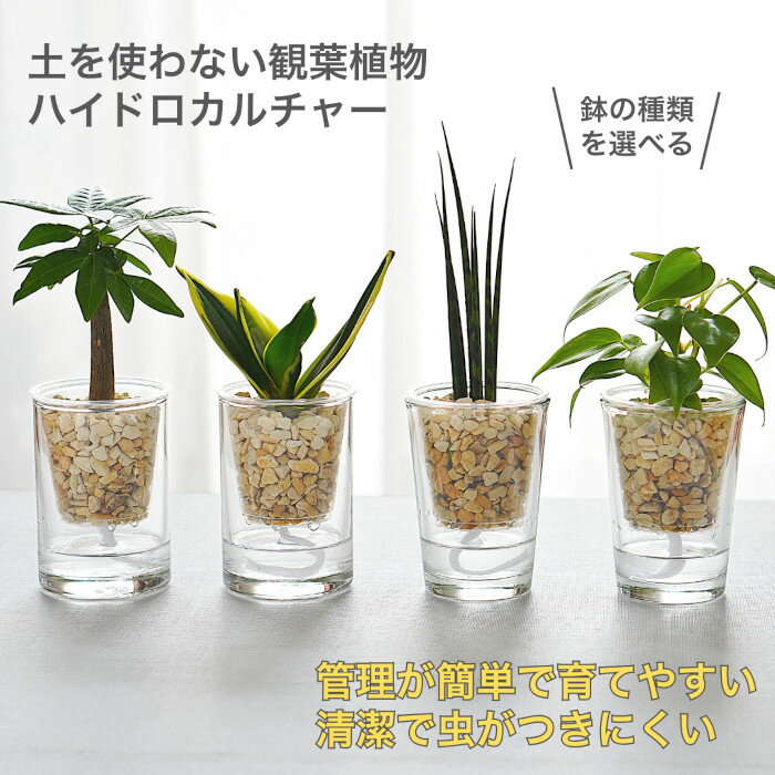 観葉植物 ハイドロカルチャー 【パキラ シェフレラ サンスベリア アロマティカス ほか、いろいろ選べる】 ゼオライト ストリングジンジャー ＆ フロート 植物セット 水耕栽培 底面給水 ガラス 小さい 小型 土を使わない