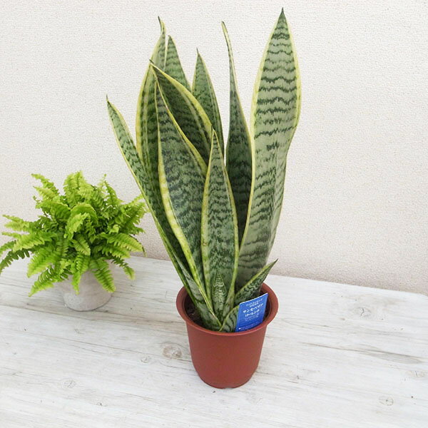 サンスベリア ローレンチ4号サイズ 観葉植物 サンスベリア 管理も容易で部屋のグリーンに最適なサンスベリア 観葉植物 サンスベリア