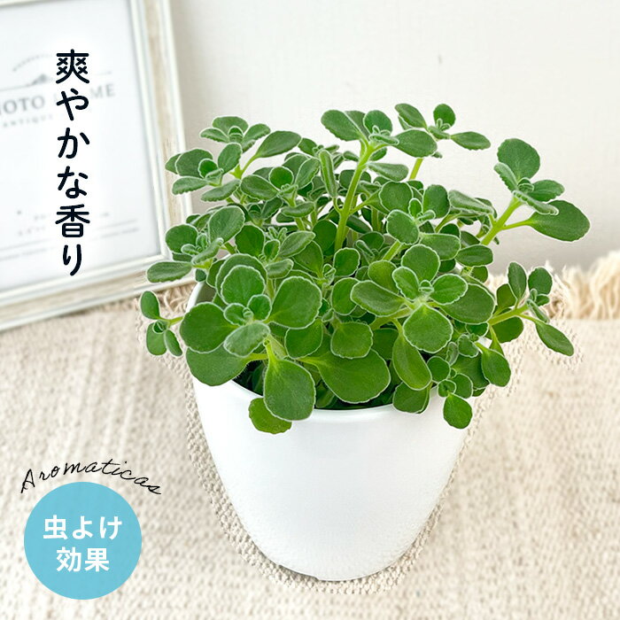 観葉植物 cot アロマティカス 3.5号鉢 虫除け ゴキブリ対策 ハーブ 観葉植物 小型 小さい 室内 贈り物 プレゼント インテリア おしゃれ