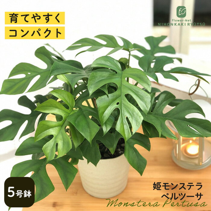 観葉植物 姫モンステラ ヒメモンステラ ペルツーサ 5号鉢 送料無料 観葉植物 室内 贈り物 プレゼント インテリア おしゃれ