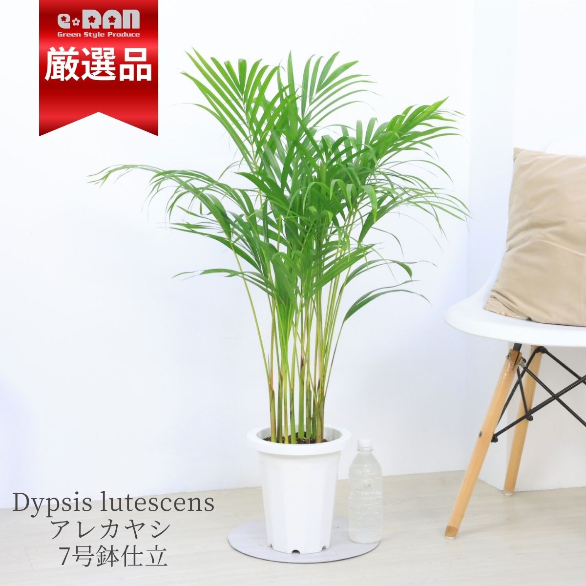 アレカヤシ 観葉植物 植木鉢 厳選 7号鉢 【数量限定販売】 ヤシの木 ギフト あれかやし ヤマドリヤシ コガネタケヤシ 黄金竹椰子 イエローバタフライパーム 花言葉 勝利 元気 Dypsis