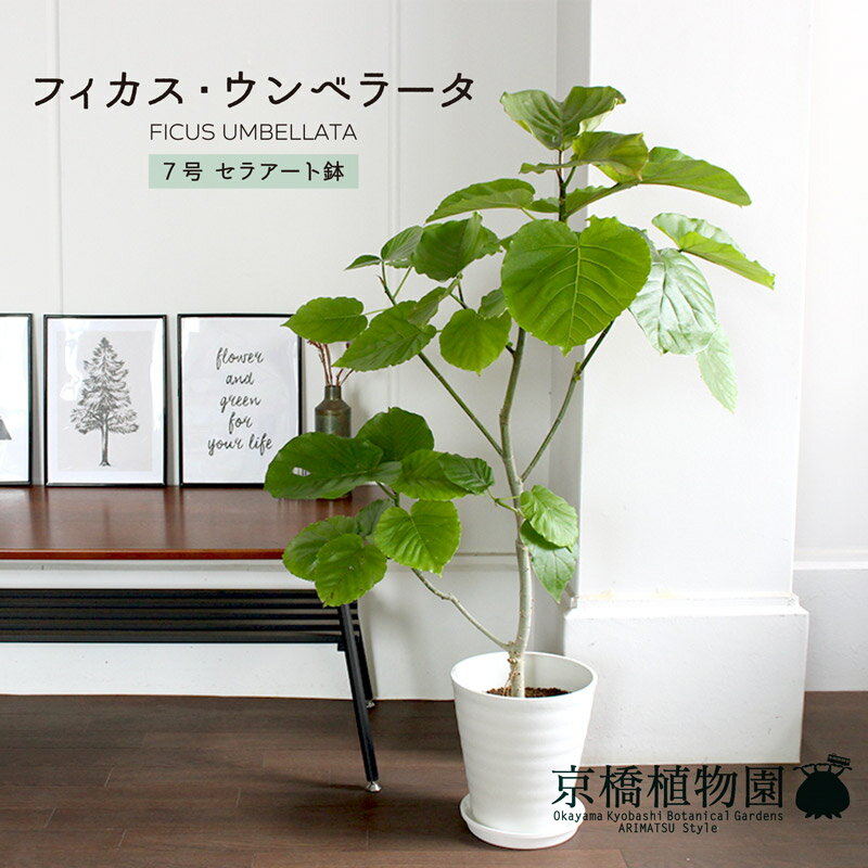 【翌日配送可能】【セラアート鉢】フィカス・ウンベラータ7号【受け皿付き】【ミドルサイズ/インテリア/お祝い/開店祝い/引越祝い/新築祝い/ギフト/プレゼント/育てやすい/観葉植物/楽天/通販/大型】