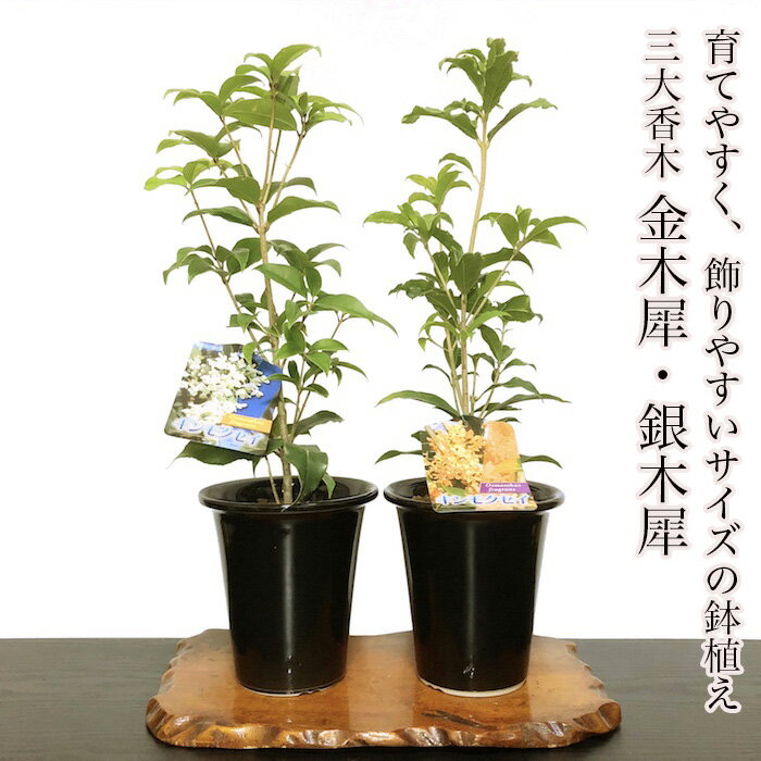 金木犀 銀木犀 鉢植え 全高35センチ前後 モクセイ 楽天1位受賞 すぐに飾れる安定樹【盆栽 花 ギフト プレゼント シンボルツリー 誕生日 ギフト 観葉植物 還暦祝い 結婚記念日祝い】