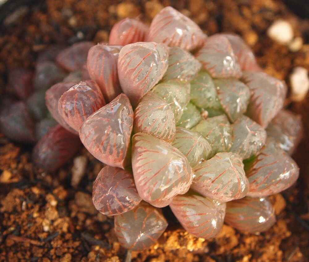 達磨オブツーサ【ジュエルプランツ】ハオルチア属　多肉植物　9cmポット(1~3頭)観葉植物 雑貨 おすすめ インテリア 暮らし ハオルシア haworthia サボテン 植物