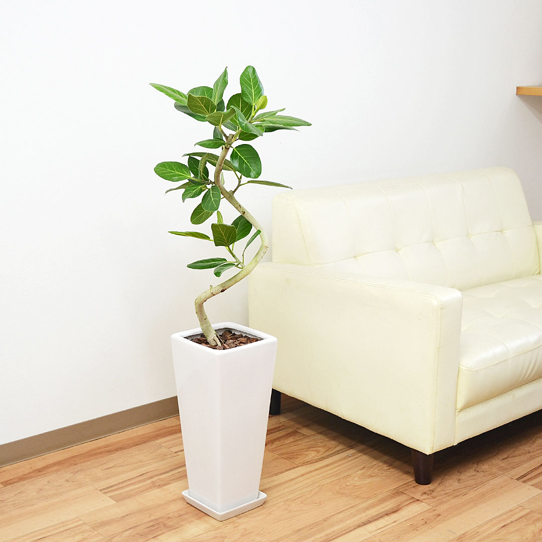 観葉植物 フィカス ベンガレンシス ベンガルゴム ベンガルボダイジュ 曲がり仕立て ロングスクエア陶器鉢植え インテリア 人気 室内 お祝い ギフト プレゼント 開店祝い 新築祝い おしゃれ スタイリッシュ 大型 送料無料 あす楽