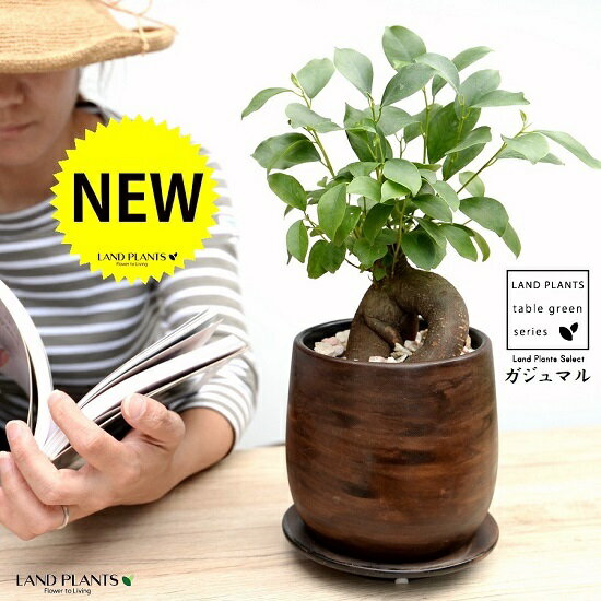 【オリジナル鉢】 ガジュマル（幹太） ウッド風 ペイント陶器鉢 Sサイズ 【天然砕石・受皿】 がじゅまるの木 ガジュマル 幸福をもたらす 多幸の樹 精霊 鉢植え 鉢 丸鉢 陶器 ブラウン 茶色 茶 こげ茶 ウォールナット 木目 木目調
