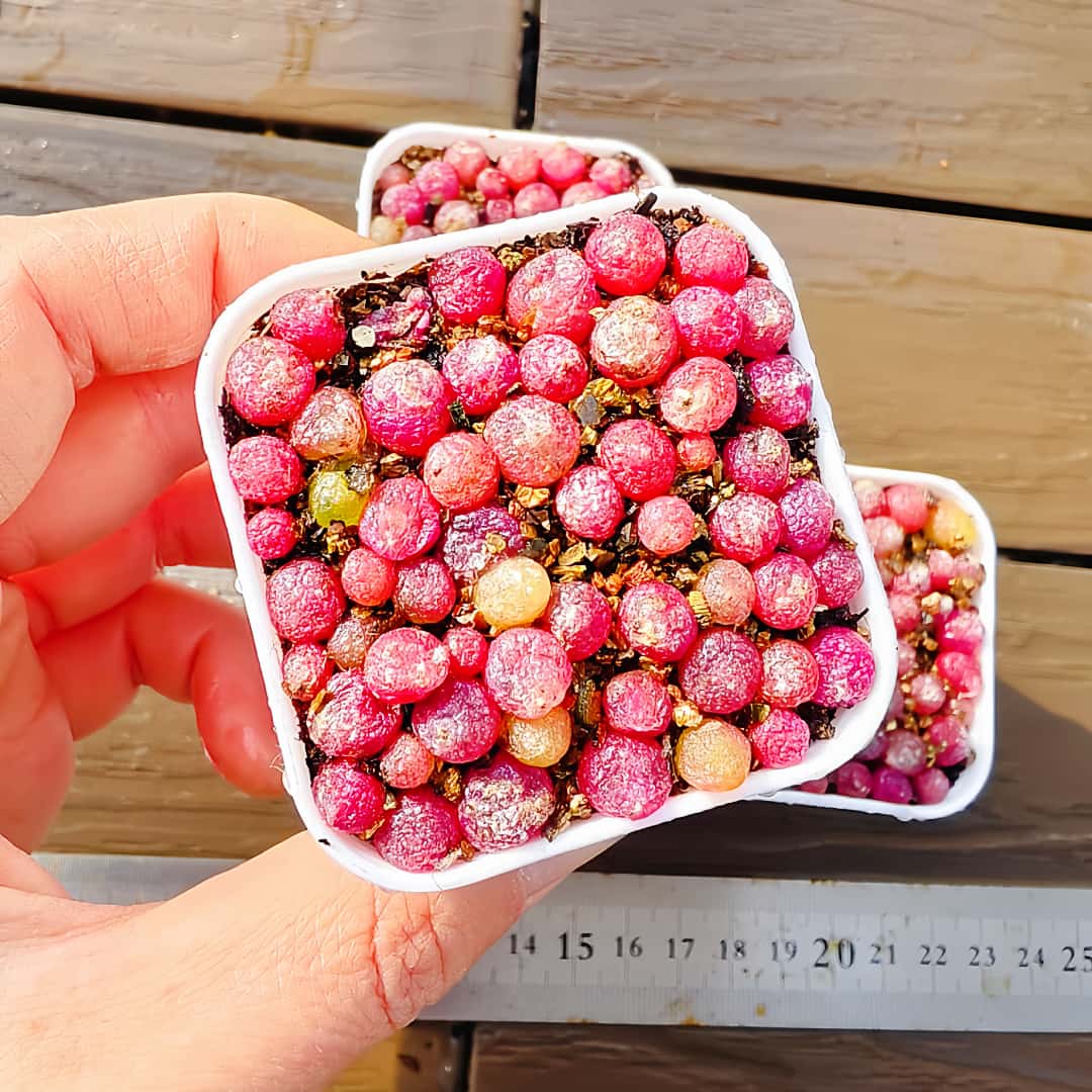 農園直売 多肉植物 コノフィツム属 ブルゲリ　30-45頭セット　超お得　メセン　観葉植物　インテリア　多肉専門VERVE