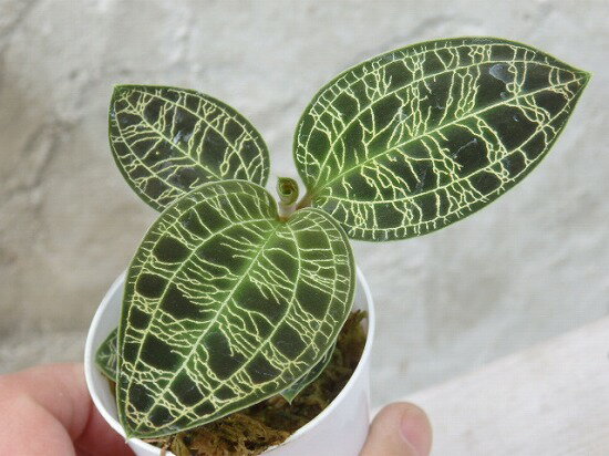 ジュエルオーキッド　Macodes sp.　マコデス　6cm鉢
