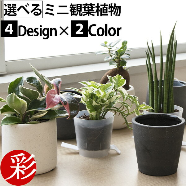 ミニ 観葉植物 選べる 本物 卓上 4デザイン2カラーポット ホワイト＆グレー 観葉植物 小さい パンダガジュマル サンスベリア ポトス ホヤ ペペロミア シュガーバイン ソフォラ・ミクロフィラ かわいい おしゃれ お祝い プレゼント 花