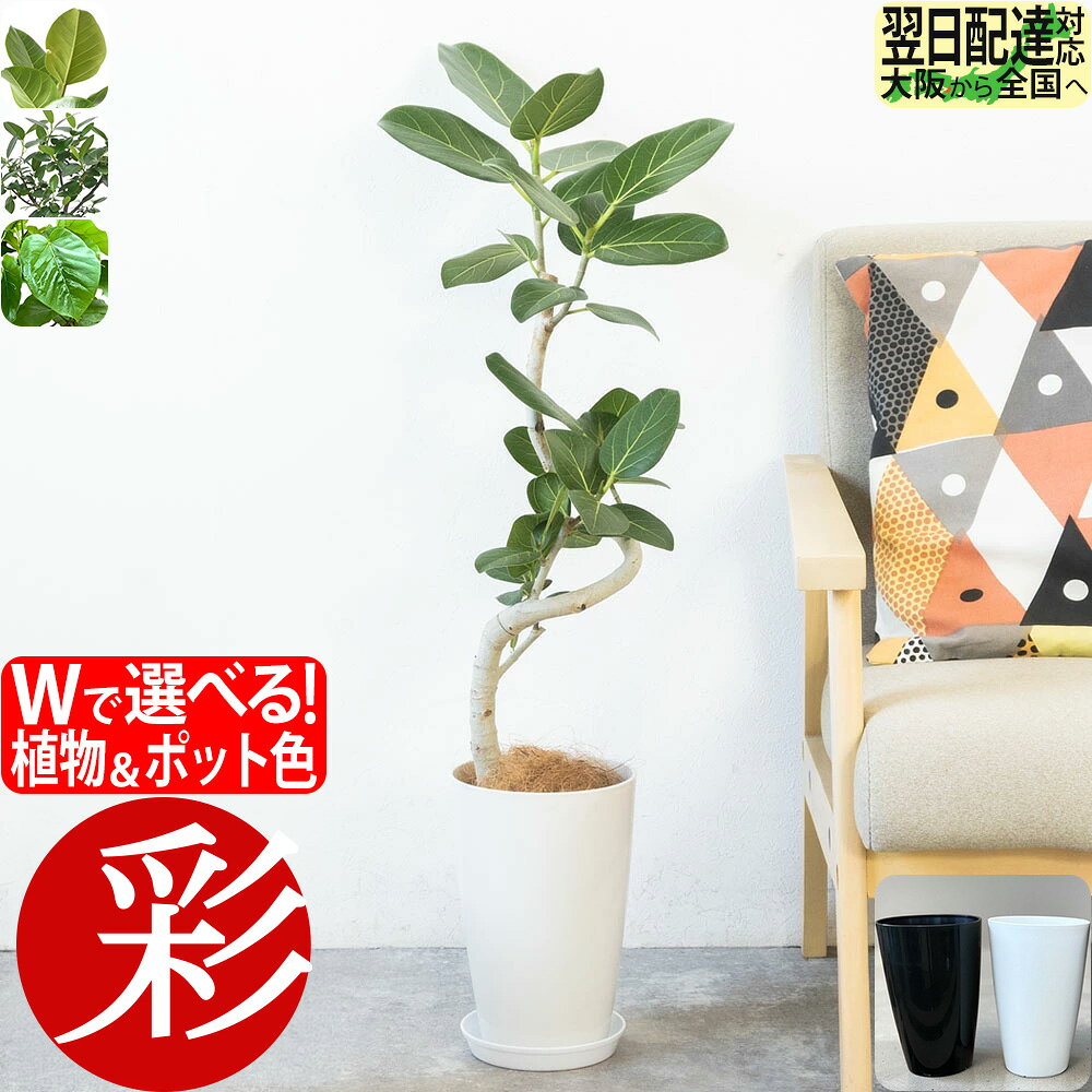 観葉植物 選べる 曲がり樹形 フィカス ベンガレンシス 本物 アルテシーマ ウンベラータ フランスゴム 7号プラ鉢ロングポット ホワイト ブラック インテリア おしゃれ かわいい 開店祝い 移転祝い お祝い ギフト プレゼント